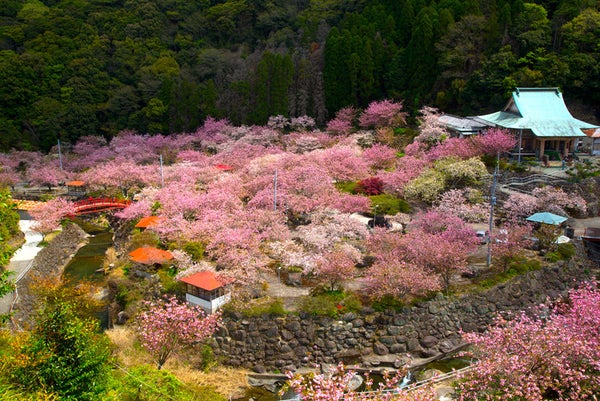 【JR佐賀駅・西鉄久留米駅発】 不動尊一心寺 ぼたん桜の雲海とおにやまホテルの湯けむりランチバイキング 日帰り1